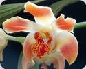 Chysis aurea